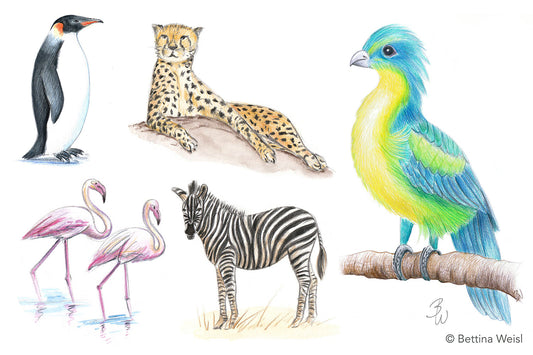 Wochenend-Workshop Kinder mit Eltern: Exotische Tiere realistisch zeichnen - Samstag 09.05.26 von 10:00 bis 13:00 Uhr