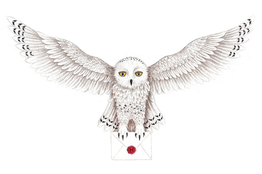 Wochenend-Workshop Kinder mit Eltern: Magische Eulen  - von der ersten Skizze bis zur fertigen Zeichnung  - Samstag 18.04.26