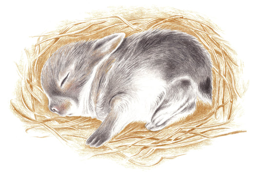 Wochenend-Workshop Kinder mit Eltern: Niedliche Tierbabys zeichnen -  Samstag 16.01.27 von 14:00 bis 17:00 Uhr