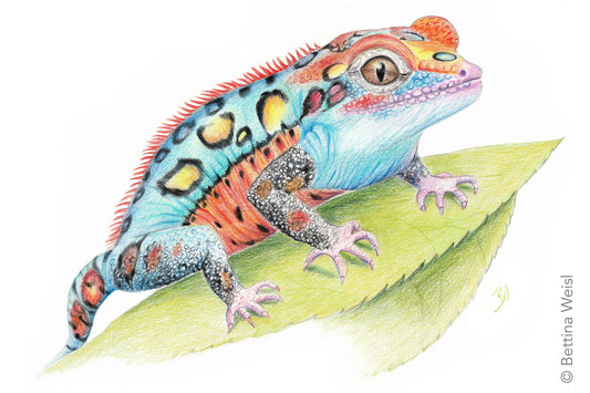 Sommersemester – Realistisches Zeichnen – freitags vom 06.03.26 bis 24.07.26