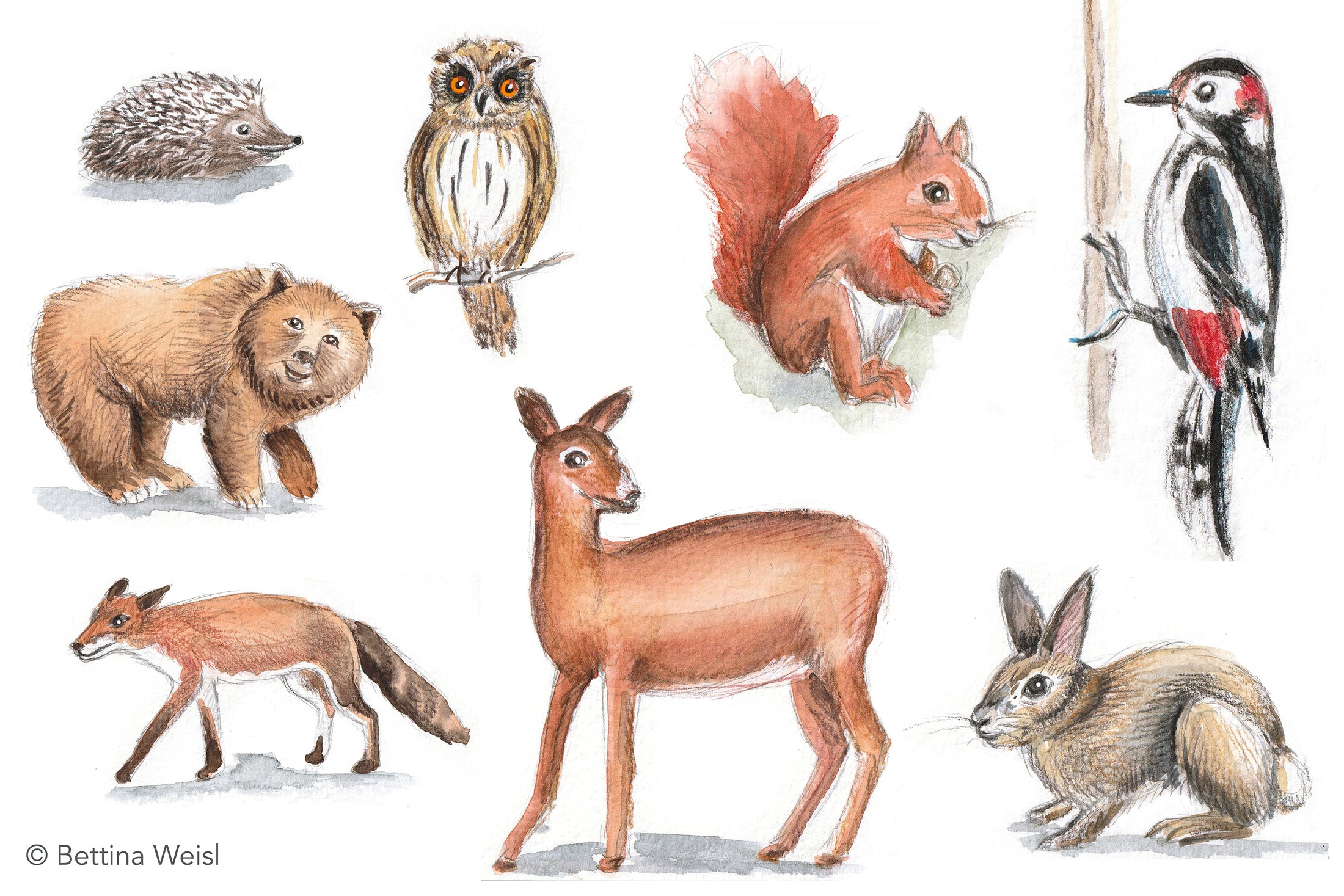Wochenend-Workshop Kinder mit Eltern: Zeichnen lernen Schritt für Schritt - Waldtiere mit Aquarellstiften - Samstag 24.10.26 von 10:00 bis 13:00 Uhr
