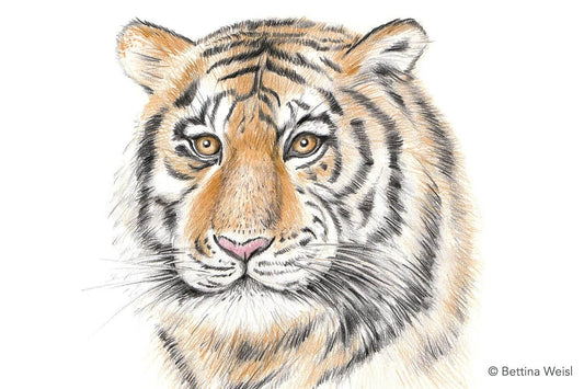 Wochenend-Workshop Kinder mit Eltern: Realistisches Tierportrait Tiger